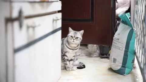 Pet cat resting and looking at the door Stock Footage 187463825