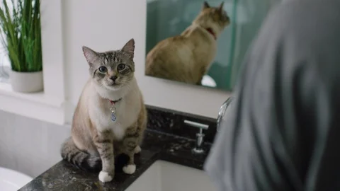 Pet cat sitting on sink Stock Footage 108544611