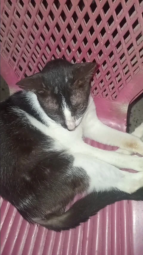 Pet cat sleeping on a chair Stock Footage 314705398