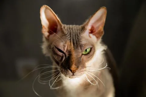 Pet cat Sphinx gray with one eye closed winks at the camera, the background is Foto stock