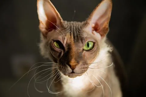 Pet cat Sphinx gray with one eye closed winks at the camera, the background is Stock Photos