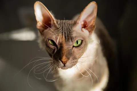 Pet cat Sphinx gray with one eye closed winks at the camera, the background is Stock Photos