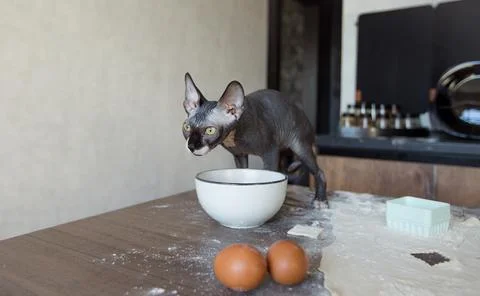 Pet, cat, sphinx sitting on kitchen table table in bright kitchen Stock Photos