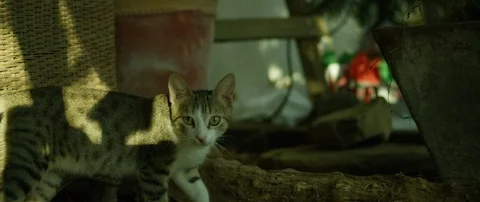 Pet cat staring and walking slowly Stock Footage 111963118