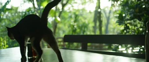 Pet cat stretching while walking on the table against green trees Stock Footage 111963186