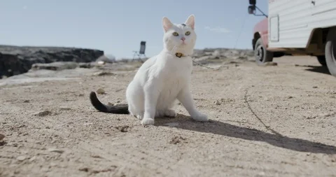 Pet cat tied to the campervan with a string Stock Footage 145281592