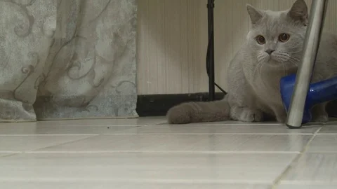 Pet cat turned into a hunter Stock Footage 75186498