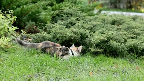 Pet Cat walking on leash Stock Footage 162270154