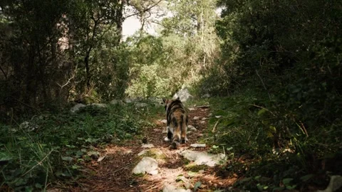 Pet cat walking through forest, exploring wild surroundings Stock Footage 324573308