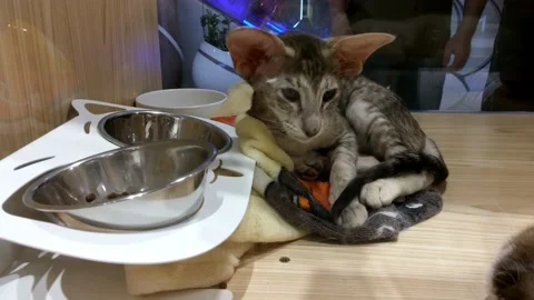 Pet cats Stock Footage 130577111