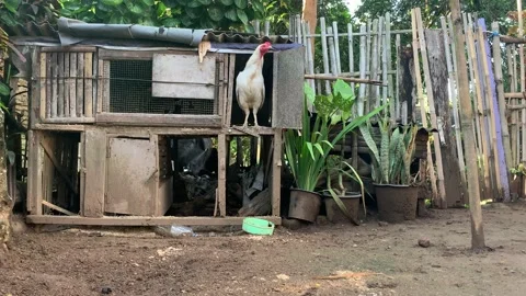 Pet Chicken Stock Footage 219710558
