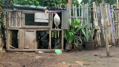 Pet Chicken Stock Footage 219710563