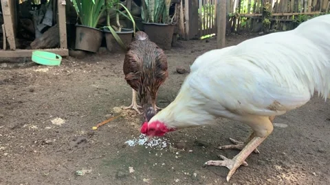 Pet Chicken Stock Footage 219710565