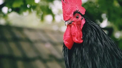 Pet chicken Stock Footage 220104860