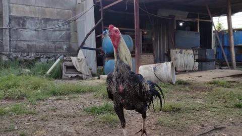 Pet chicken Stock Footage 237409660