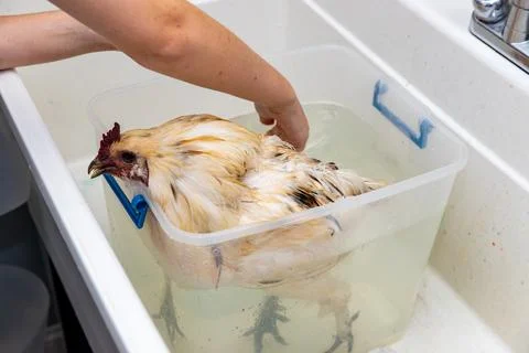 Pet Chicken getting a bath Foto stock