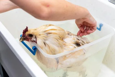 Pet Chicken getting a bath Stock Photos