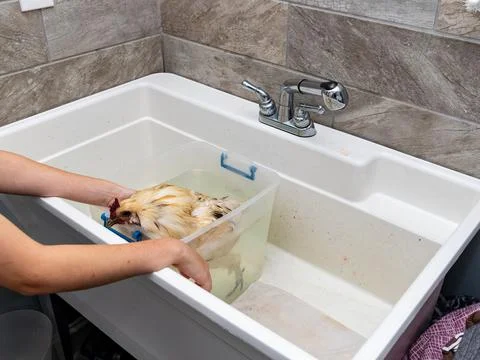 Pet Chicken getting a bath Stock Photos