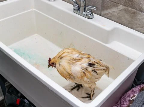 Pet Chicken getting a bath Stock Photos