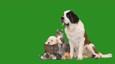 Pet collage on green screen Stock Footage 106621605