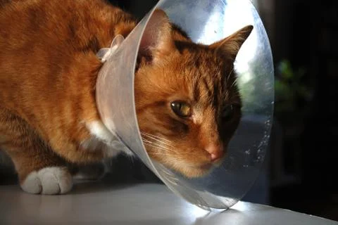 Pet collar Stock Photos