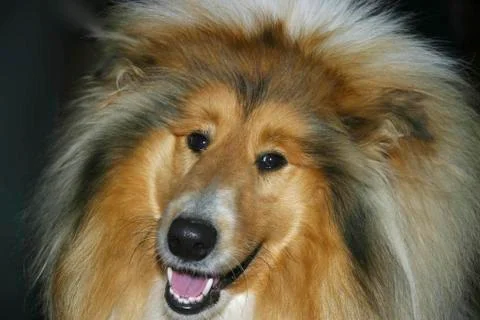 Pet collie Stock Photos