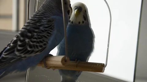 The pet communicates with the mirror. Video stock 125523024