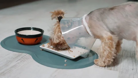 A pet in a cone-shaped collar eats food Video stock 255372359
