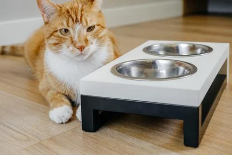 Pet dish on wood table. Rustic wood dish stand crafted from scrap Stock Photos