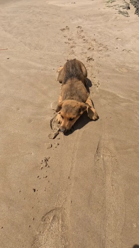Pet dog on the beach Stock Footage 243759802