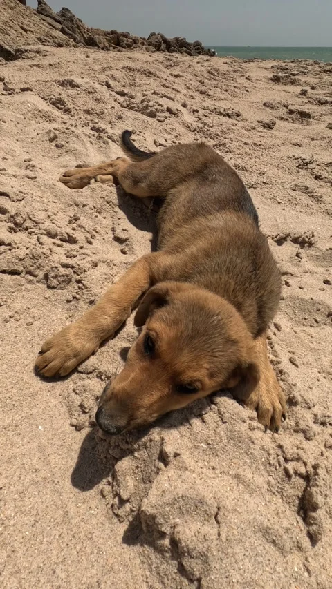 Pet dog on the beach 動画素材 243762335