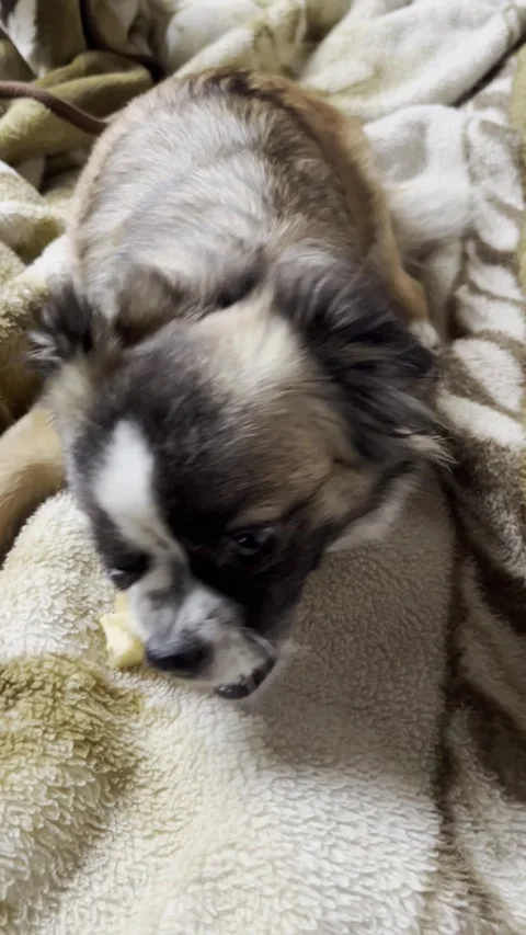 Pet dog biting apple core indoors scene Stock Footage 334330559