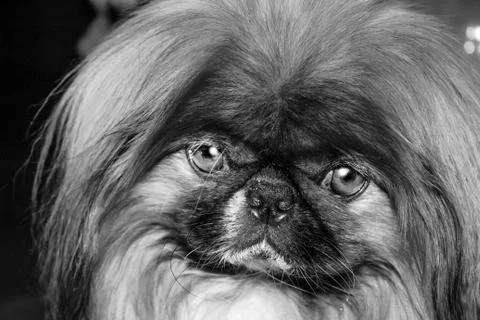 Pet dog breed a Pekingese black and white Stock Photos