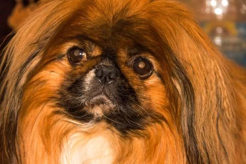 Pet dog breed a Pekingese Stock Photos