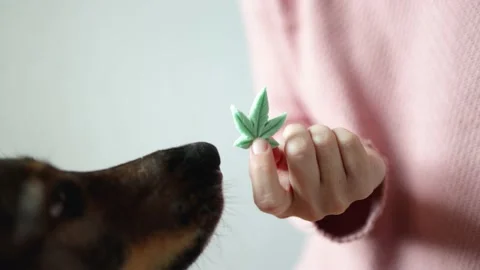 Pet dog cbd candy - Canine licking cannabis edible for anxiety treatment - Stock Footage 165805071