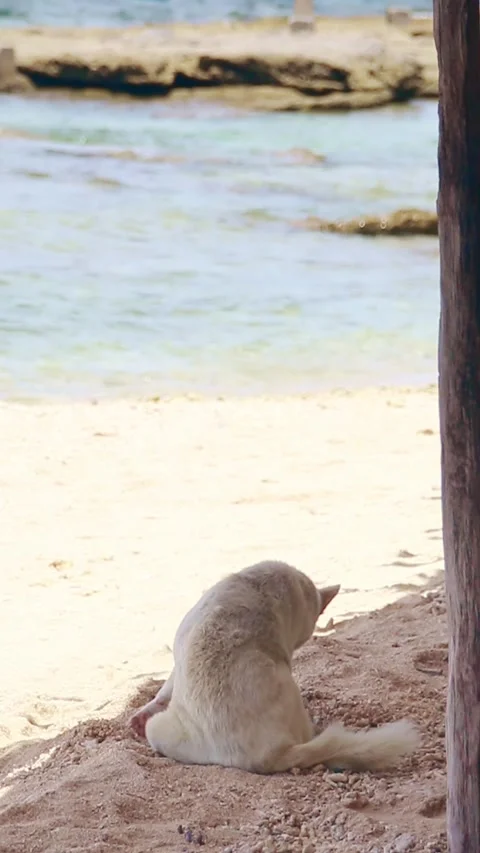 Pet dog digging in the sand and lying down under the shade  Vídeo Stock 319953797