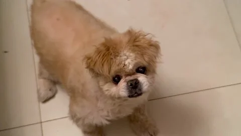 Pet dog dog barking Stock Footage 202161472