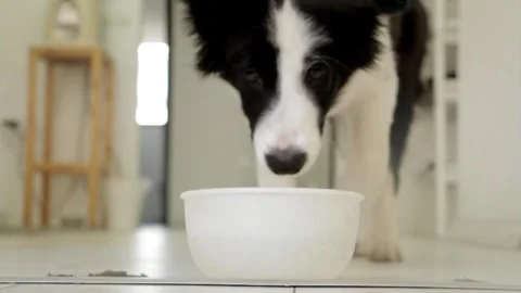 Pet dog drinking water Video stock 270817443
