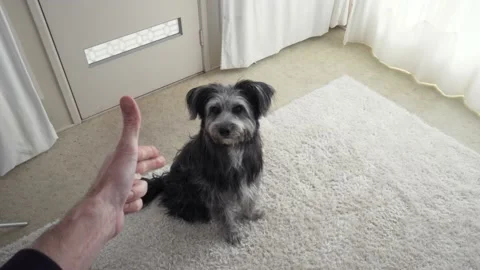 Pet dog drops onto floor performing the pretend gun bang trick, POV shot Stock Footage 157910031