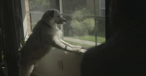 Pet dog eagerly looks out window Video stock 78037872