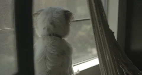 Pet dog eagerly looks out window Stock Footage 78037890
