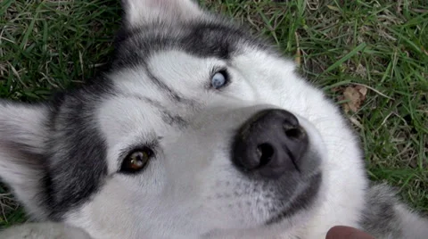 Pet Dog Бесплатное стоковое видео 37467802