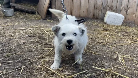 A pet dog. Video stock 238087965