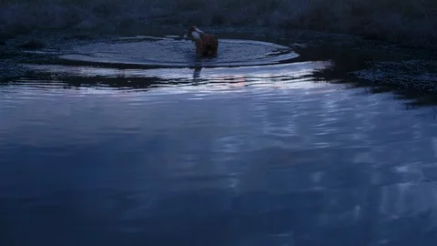 Pet dog jumping in the pond Stock Footage 94885347