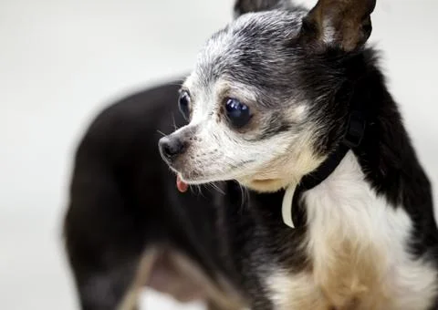 Pet, a Dog. Фото