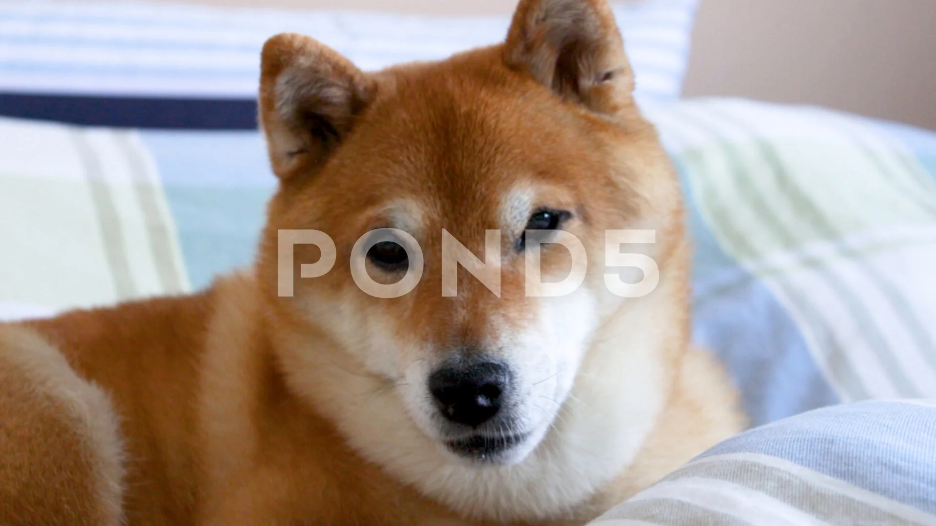 are shiba inus and akitas lazy dogs