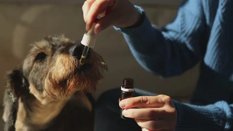 Pet dog taking cbd hemp oil - Canine licking cannabis dropper for anxiety Stock Footage 163374548