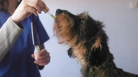 Pet dog taking cbd hemp oil - Canine licking cannabis and vitamins on dropper Stock Footage 340244820