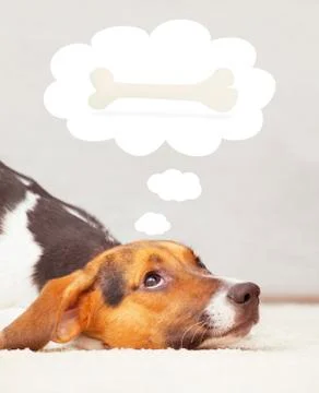 Pet dog thinking Foto stock