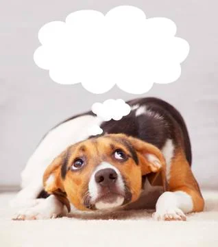 Pet dog thinking Stock Photos